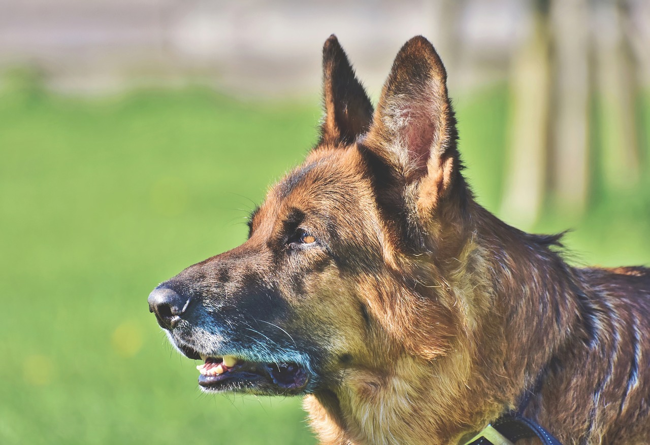 Neutering an Older Dog — Benefits and Side Effects to Consider Dom Eats