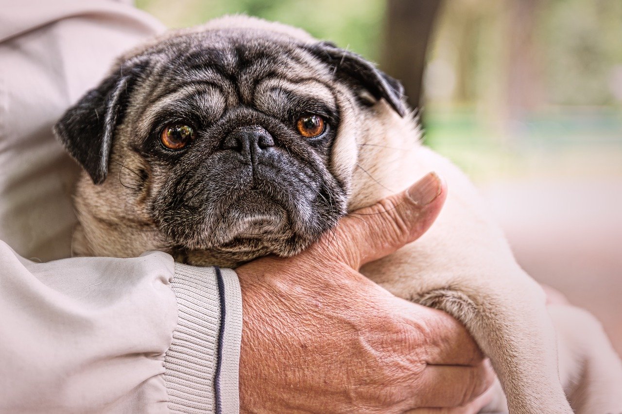 Neutering an Older Dog — Benefits and Side Effects to Consider Dom Eats