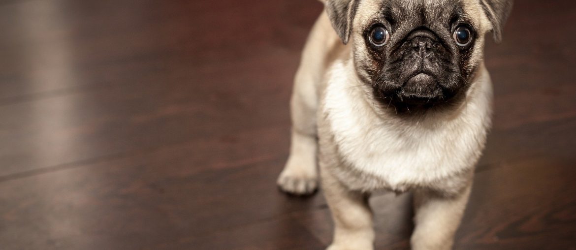 can i get my dog spayed while she's in heat