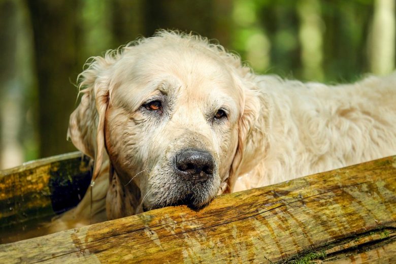 Neutering an Older Dog — Benefits and Side Effects to Consider Dom Eats