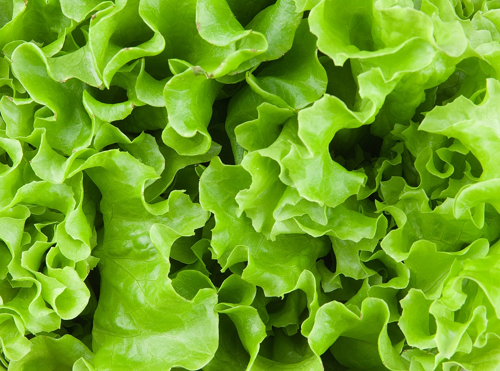 Can You Freeze Lettuce? LeafyGreen Vegetable Explained Dom Eats