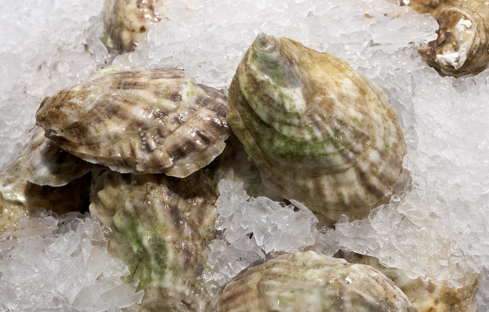 Can You Freeze Oysters? Bivalve Molluscs Explained Dom Eats