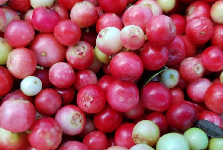 do cranberries have seeds