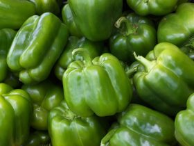 how long do green peppers last