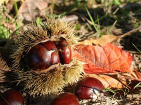 what do chestnuts taste like