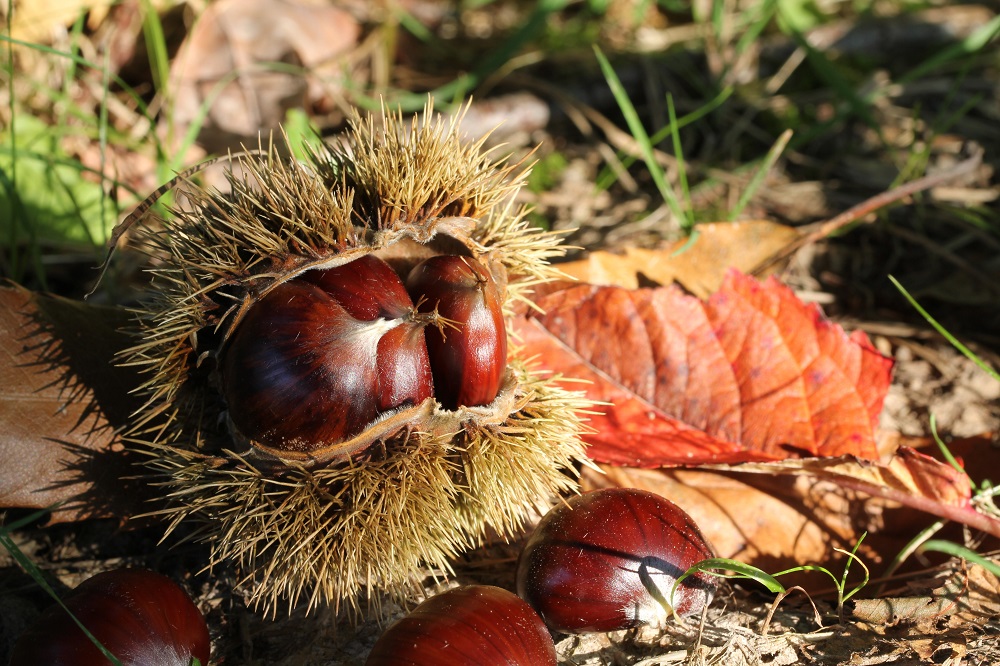 What do Chestnuts Taste Like? Similarities Explained Dom Eats