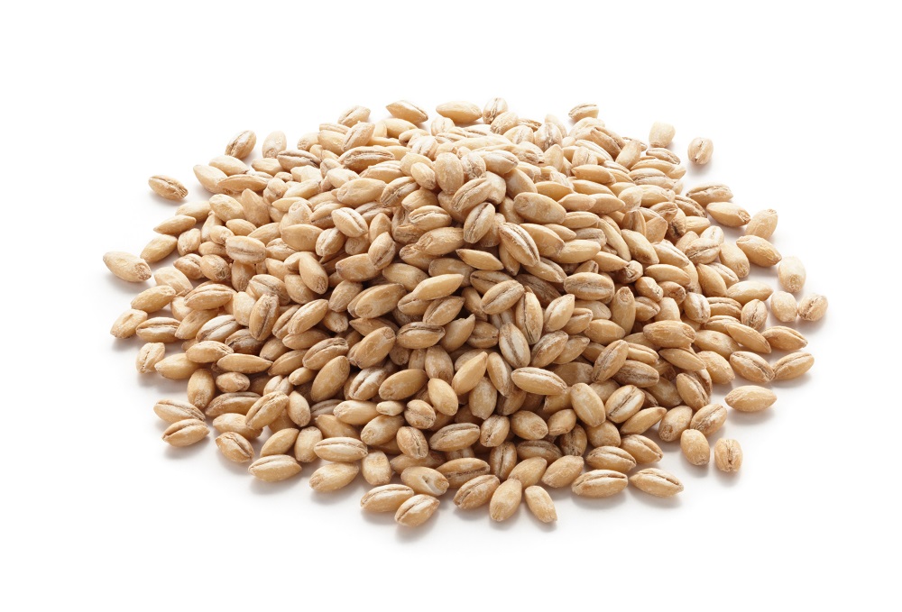 barley wheat